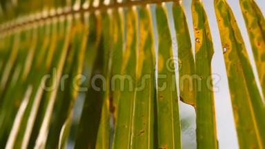 天堂海滩热带岛屿椰子棕榈叶。 <strong>暑期</strong>旅游度假背景概念。 4K. 泰国。