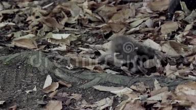 小浣熊爬过森林地板上干燥的叶子
