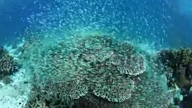 充满活力的珊瑚礁和<strong>蓝</strong>绿水坝
