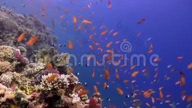 红海海底珊瑚礁<strong>背景</strong>上的<strong>鱼群</strong>橙色。