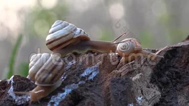在斜坡上蜗牛。 转身的背后，在深处.. <strong>全家</strong>都是蜗牛。