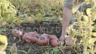 农夫在田里挖一个卖菜的人，在田里收获红薯