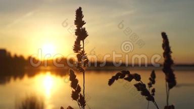 自然植物湖太阳