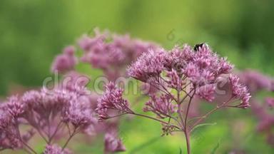 紫色的花在下午慢慢摇摆，蜜蜂<strong>飞来</strong>飞去，坐了下来