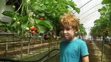 可爱的红发孩子在草莓园采摘草莓