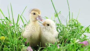 小鸭和小鸡坐在绿草中，开着花