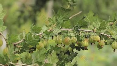 绿色的鹅莓。 生长的有机浆果在鹅莓灌木丛中的一个分支上特写。 水果园中的成熟杨梅