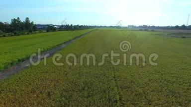 泰国日暮时分和小径的绿色稻田；高品质镜头4K，鸟瞰