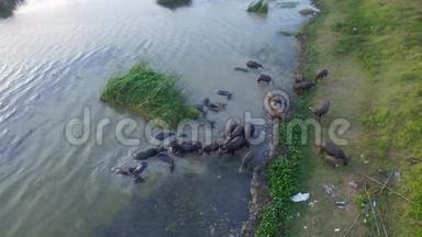 4K族水牛在泰国的河流或池塘中涉水降温，顶部和鸟眼景观，4K高品质