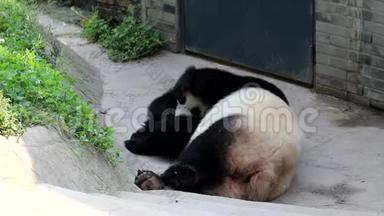 可爱的小熊猫小熊在和妈妈玩中国