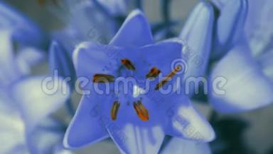 蓝色百合花开了，开了它的花。 史诗般的时间流逝。 奇妙的大自然。 <strong>未来</strong>世界