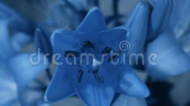 蓝色百合花开了，开了它的花。 史诗般的时间流逝。 奇妙的大自然。 未来世界