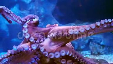 巨型章鱼在水族馆的玻璃上张开触手