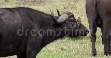 非洲水牛，合生牛，成年<strong>黄嘴</strong>牛，非洲野牛，肯尼亚马赛马拉公园，