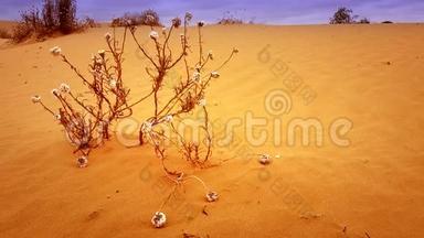红色沙漠沙丘景观.