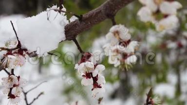 罕见的现象。 春天的雪。 白雪覆盖的苹果树的枝。 花上的雪。 气候变化