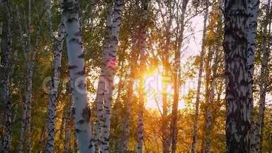 在夏秋森林里的桦树，在美丽的日落中，在缓慢的运动中。 1920x1080