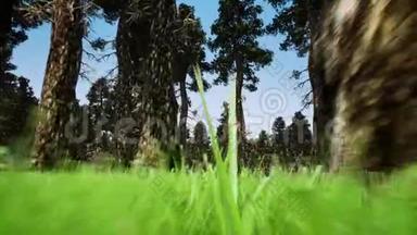 森林植物学三维现实镜头