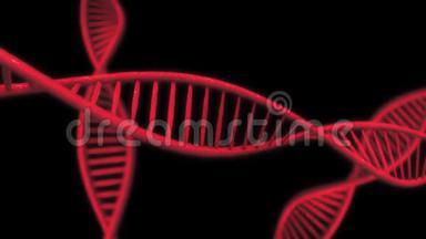 红色DNA延缓慢动作-3D动画。 动画DNA链