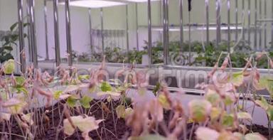 大豆大棚无土栽培蔬菜.. 温室植物行生长LED灯室内农场