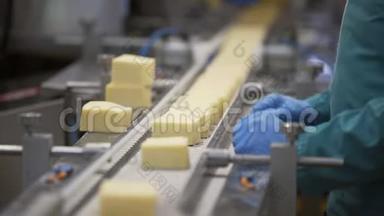 生产食品。 奶酪工厂制造工艺.. 食品厂生产线上的奶酪轮