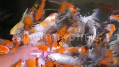用奶嘴喂一瓶五颜六色的日本红鲤鱼。 泰国