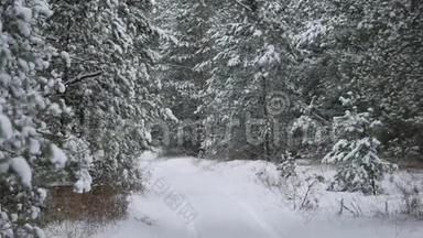 冬天的森林圣诞树，雪中的松树，冬天的大自然美丽的风景小径，森林