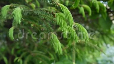 年轻的绿杉树枝在微风中移动。 特写镜头。