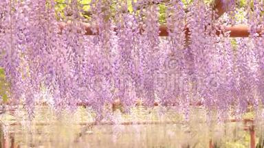 春花系列，美丽的紫藤迎风招展，紫藤是木本，落叶