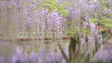 春花系列，美丽的紫藤<strong>迎风招展</strong>，紫藤是木本，落叶