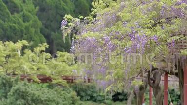 春花系列，美丽的紫藤<strong>迎风招展</strong>，紫藤是木本，落叶