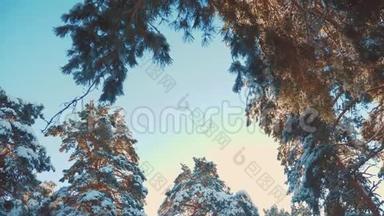 树顶<strong>冬天</strong>，蓝天，松，雪，树枝，阳光，在日落时，照亮<strong>冬天的风景</strong>。 阴天<strong>的冬天</strong>树顶