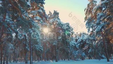 冬季松阳林中的雪生活方式阳光运动。 冻霜圣诞新年树。 新概念