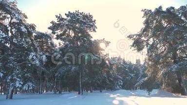 冬松林中雪的阳光运动.. 冻霜圣诞新年树。 新概念冬季