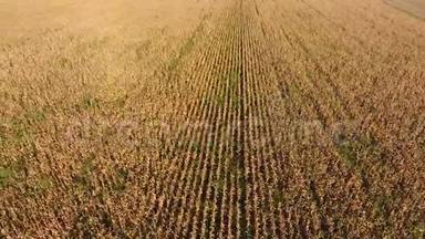 泛滥的稻田。 田间种植水稻的农艺方法。 水稻播种的水淹没农田