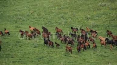 马群正在阿尔马萨塔山脚下放牧..
