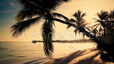 日出海景和热带岛屿海滩，棕榈树。 多米尼加共和国