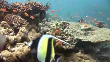 马尔代夫海洋水下彩色珊瑚<strong>背景</strong>的<strong>鱼群</strong>。