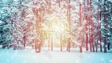 冬天降雪时，森林中美丽的白雪覆盖的树木云杉