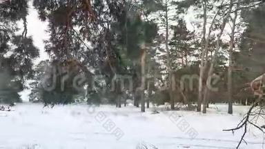 树林圣诞树，雪天霜冷的冬季景观