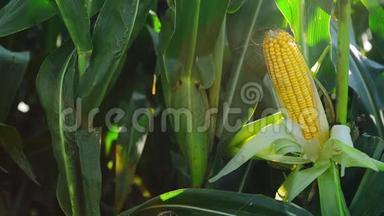 收获季节前栽培农业田间的玉米芯。