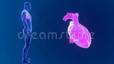 人体心脏器官和循环系统放大