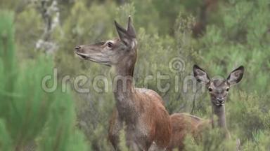 妈妈和小鹿在灌木丛中看镜头