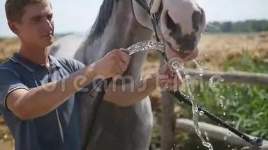 男人拿着水龙带，水龙带从马嘴附近流出。炎热的夏天，马用喷水嘴喝水