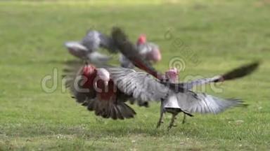 在澳大利亚西部的卡尔巴里，成群结队的<strong>雄鸡</strong>在慢动作中飞走