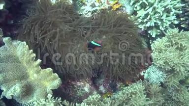 在祖鲁海阿坡岛珊瑚中，带有四色的火小丑鱼