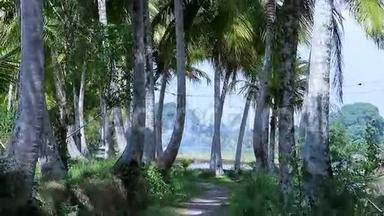 稻田附近高大棕榈树的美丽小径