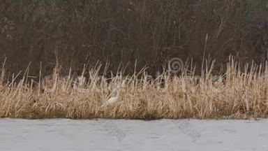 白俄罗斯的福纳。 大白鹭或大白鹭，又名普通白鹭、大白鹭或大白鹭