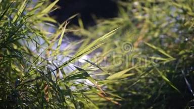 绿草和水光浅照