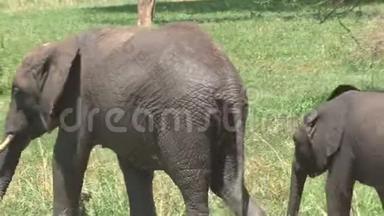 非洲小象和它的母亲在草原上放牧